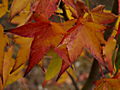 Liquidambar styraciflua IMG_1369 Ambrowiec amerykański